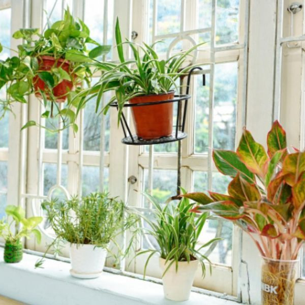 Cách trồng và chăm sóc các loại cây cảnh chi tiết, đúng kỹ thuật