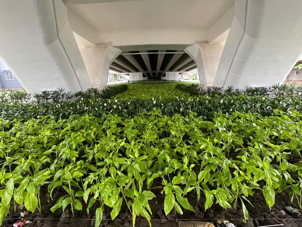 Công trình Cầu Trần Hoàng Na