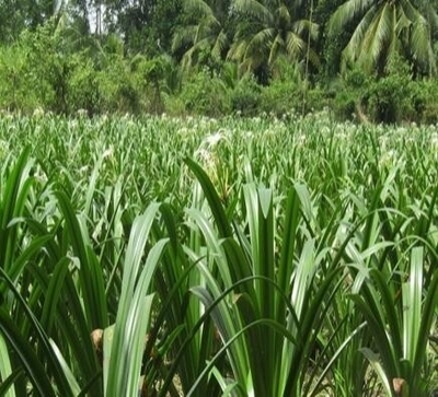 BẠCH TRINH ĐIỂN