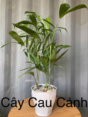 Cau Cảnh (Cau Hawai)