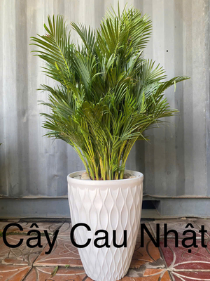 Cây Cau Nhật