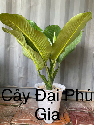 Cây Đại phú gia