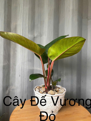 Cây Đế vương đỏ