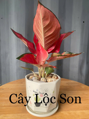 Cây Lộc son