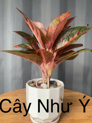 Cây Như ý