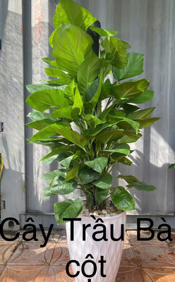 Cây Trầu Bà Cột