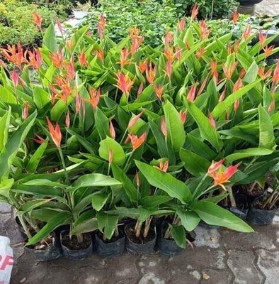 CHUỐI MỎ KÉT ĐỎ