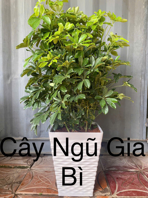 Ngũ Gia Bì