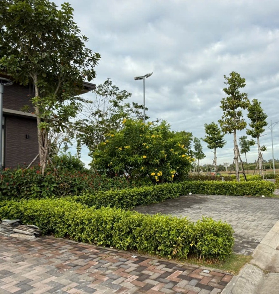 Cây Xanh Nam Mộc - Làm xanh mát công trình