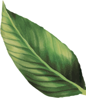 Cây Xanh Nam Mộc - Làm xanh mát công trình